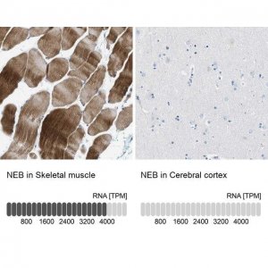 Anti-NEB antibody produced in rabbit 