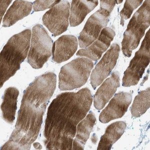 Anti-NEB antibody produced in rabbit 