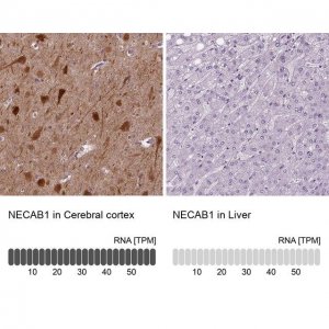 Anti-NECAB1 antibody produced in rabbit 