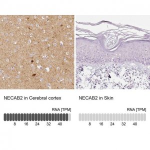 Anti-NECAB2 antibody produced in rabbit 