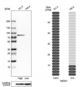 Anti-NEDD1 antibody produced in rabbit 