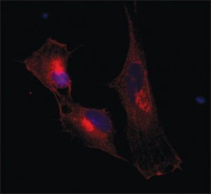 Anti-Nedd9 (C-terminal) antibody produced in rabbit 