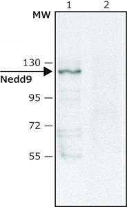 Anti-Nedd9 (C-terminal) antibody produced in rabbit 