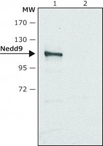 Anti-Nedd9 antibody produced in rabbit 