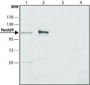 Anti-Nedd9 antibody produced in rabbit 