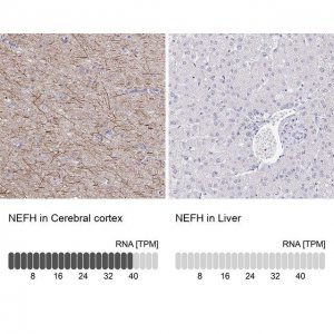 Anti-NEFH antibody produced in rabbit 