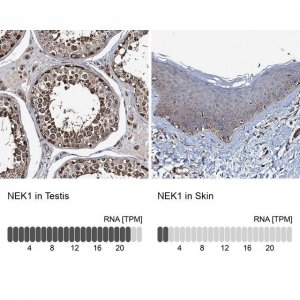 Anti-NEK1 antibody produced in rabbit 