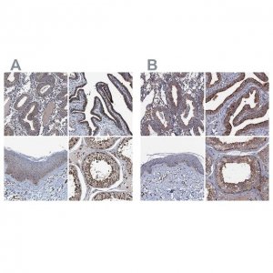 Anti-NEK1 antibody produced in rabbit 
