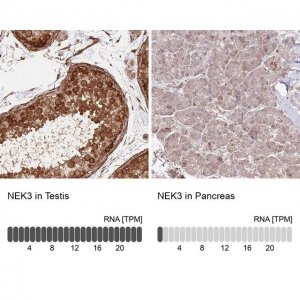 Anti-NEK3 antibody produced in rabbit 