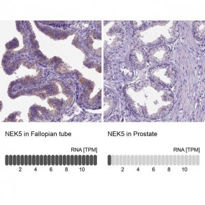 Anti-NEK5 antibody produced in rabbit 