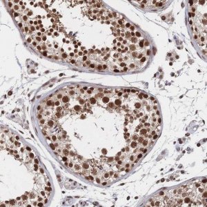 Anti-NELFA antibody produced in rabbit 