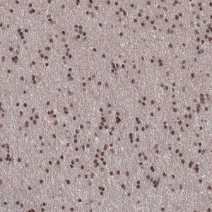 Anti-NELFA antibody produced in rabbit 