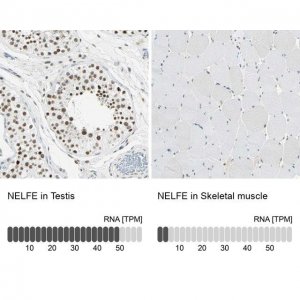 Anti-NELFE antibody produced in rabbit 