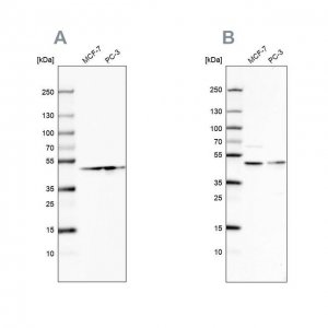 Anti-NELFE antibody produced in rabbit 