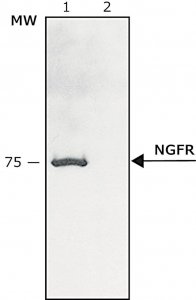 Anti-Nerve Growth Factor Receptor (NGFR p75) antibody produced in rabbit N3908-.2ML