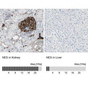 Anti-NES antibody produced in rabbit 