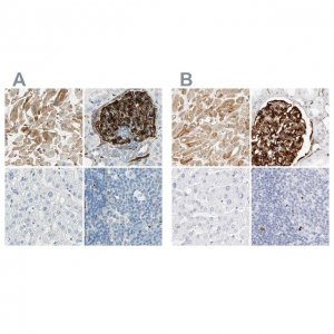 Anti-NES antibody produced in rabbit 