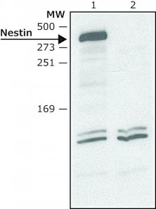 Anti-Nestin (C-terminal) antibody produced in rabbit 