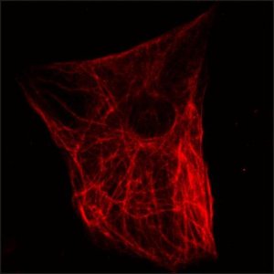 Anti-Nestin (C-terminal) antibody produced in rabbit 