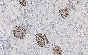 Anti-Nestin Antibody, clone 10C2 ZooMAb Mouse Monoclonal 