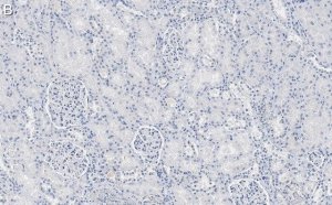 Anti-Nestin Antibody, clone 10C2 ZooMAb Mouse Monoclonal 