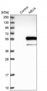 Anti-NEU4 antibody produced in rabbit 