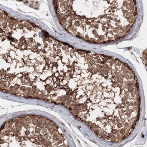 Anti-NEU4 antibody produced in rabbit 