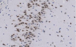 Anti-NeuN Antibody, clone A60 ZooMAb Mouse Monoclonal 