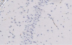 Anti-NeuN Antibody, clone A60 ZooMAb Mouse Monoclonal 