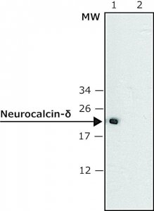 Anti-Neurocalcin- antibody produced in rabbit 