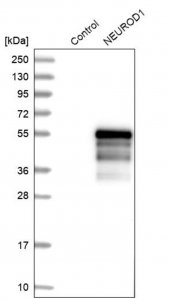 Anti-NEUROD1 antibody produced in rabbit 