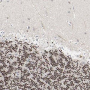 Anti-NEUROD1 antibody produced in rabbit 