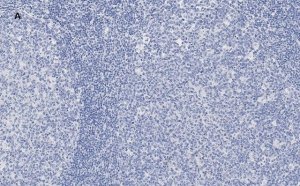 Anti-NF-kB p50/105 Antibody, clone 1N19, ZooMAb Rabbit Monoclonal 