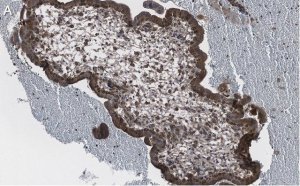 Anti-NF-kB p65 subunit Antibody, clone 1D8 ZooMAb Rabbit Monoclonal 