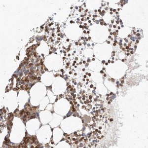 Anti-NFAM1 antibody produced in rabbit 