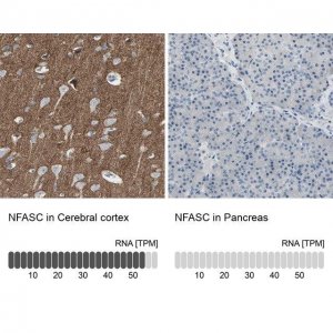 Anti-NFASC antibody produced in rabbit 
