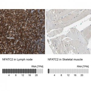Anti-NFATC2 antibody produced in rabbit 