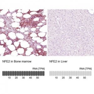 Anti-NFE2 antibody produced in rabbit 