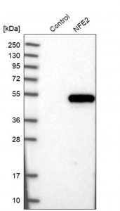 Anti-NFE2 antibody produced in rabbit 