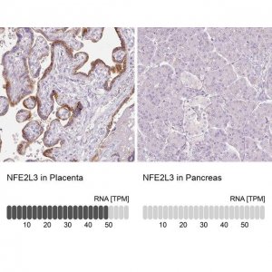Anti-NFE2L3 antibody produced in rabbit 