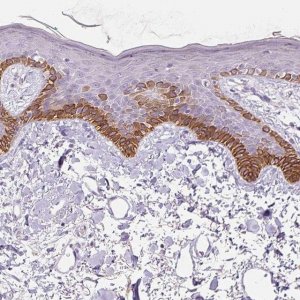 Anti-NFE2L3 antibody produced in rabbit 