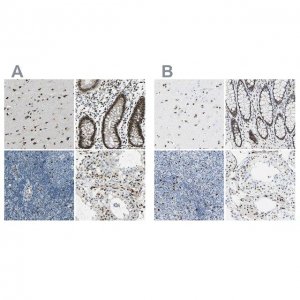 Anti-NFIA antibody produced in rabbit 