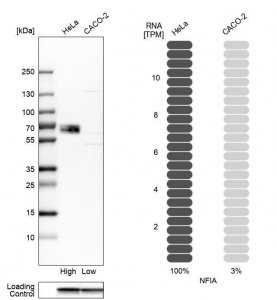 Anti-NFIA antibody produced in rabbit 