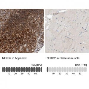 Anti-NFKB2 antibody produced in rabbit HPA023900-100UL