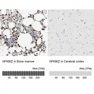 Anti-NFKBIZ antibody produced in rabbit 