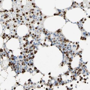 Anti-NFKBIZ antibody produced in rabbit 