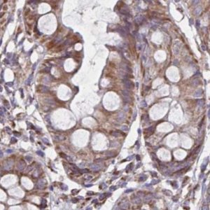 Anti-NFS1 antibody produced in rabbit 