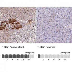 Anti-NGB antibody produced in rabbit 