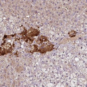 Anti-NGB antibody produced in rabbit 