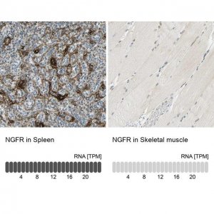 Anti-NGFR antibody produced in rabbit 